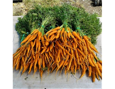 Our field grown carrots