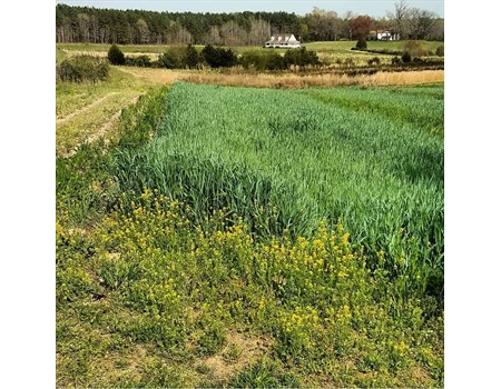 Cover Crop Spring 2019