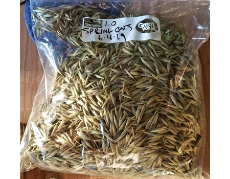 Dried milky stage spring oats